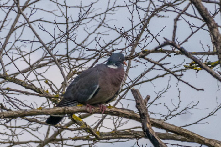 DSC_4248-1