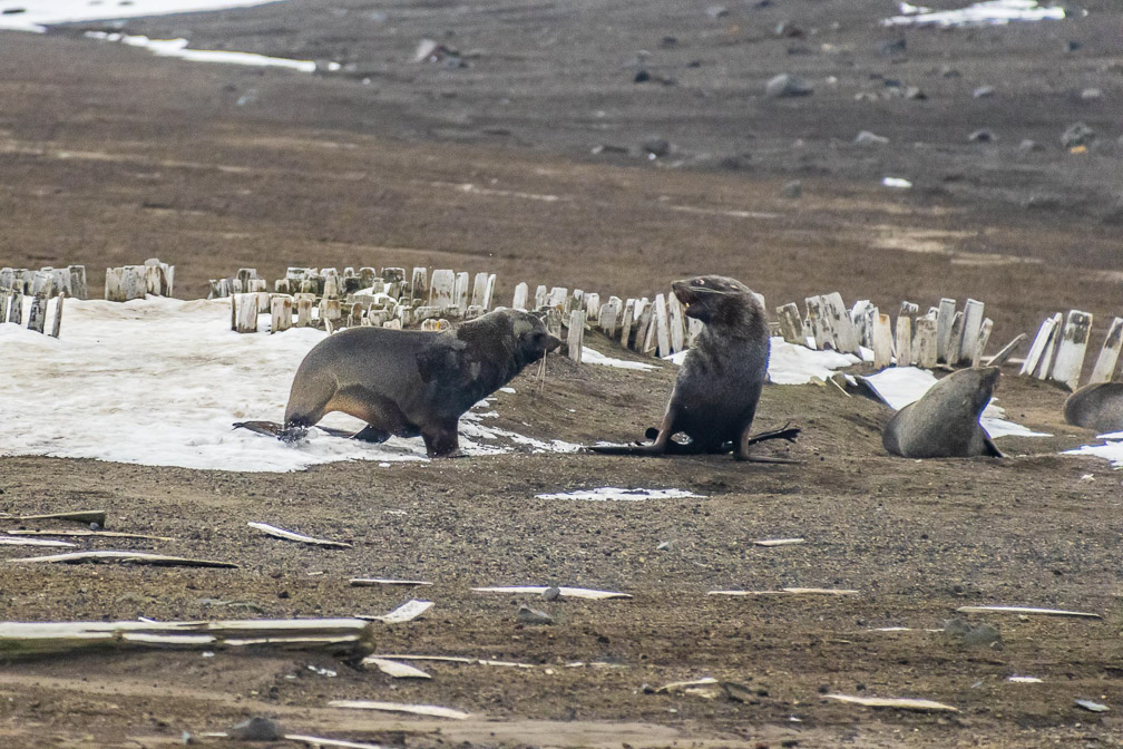 Fur seals play-fighting for our entertainment  0887