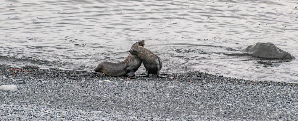 Fur seals wrestling   1281