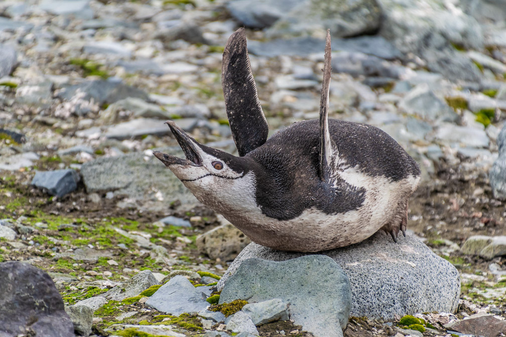 Look Ma - No Hands   1193