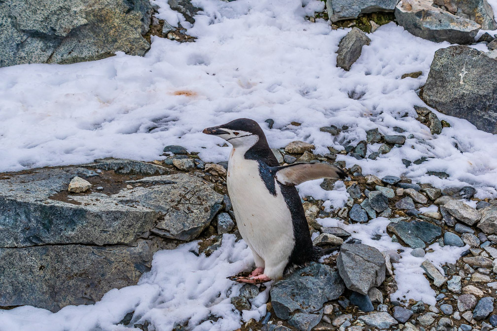 Watch me jump down off this rock   1236