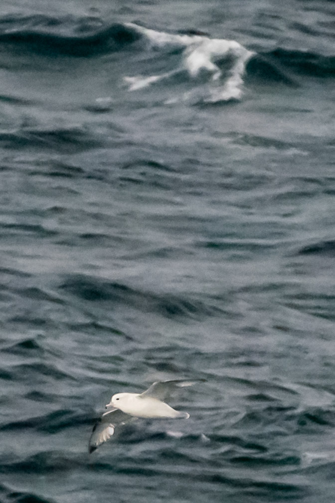 More seabirds 8743