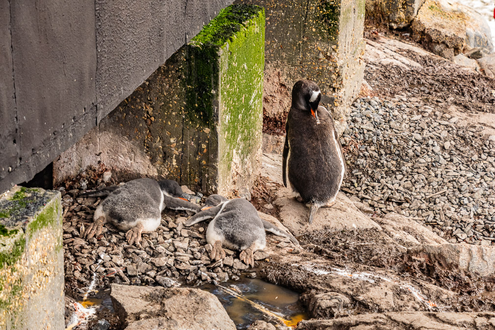 Mom preens while watching over napping chicks _