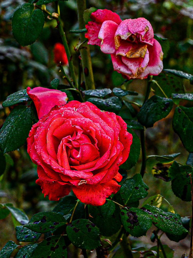 NZ6_0307-3