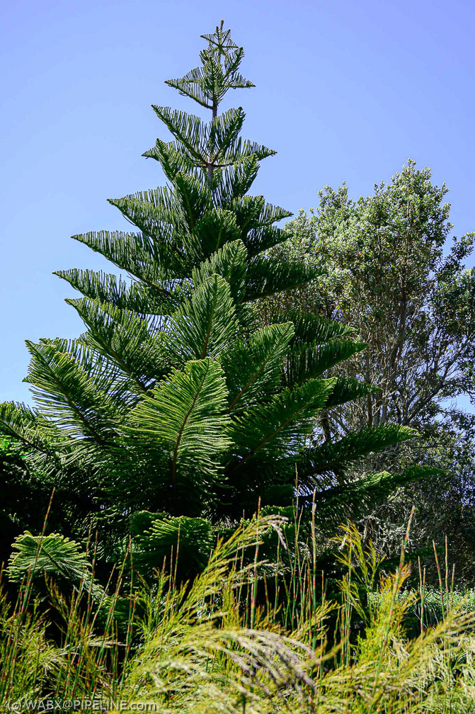 NZ6_0968