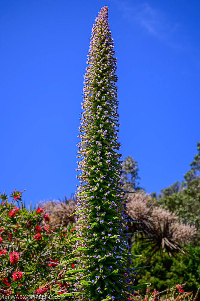 NZ6_0970
