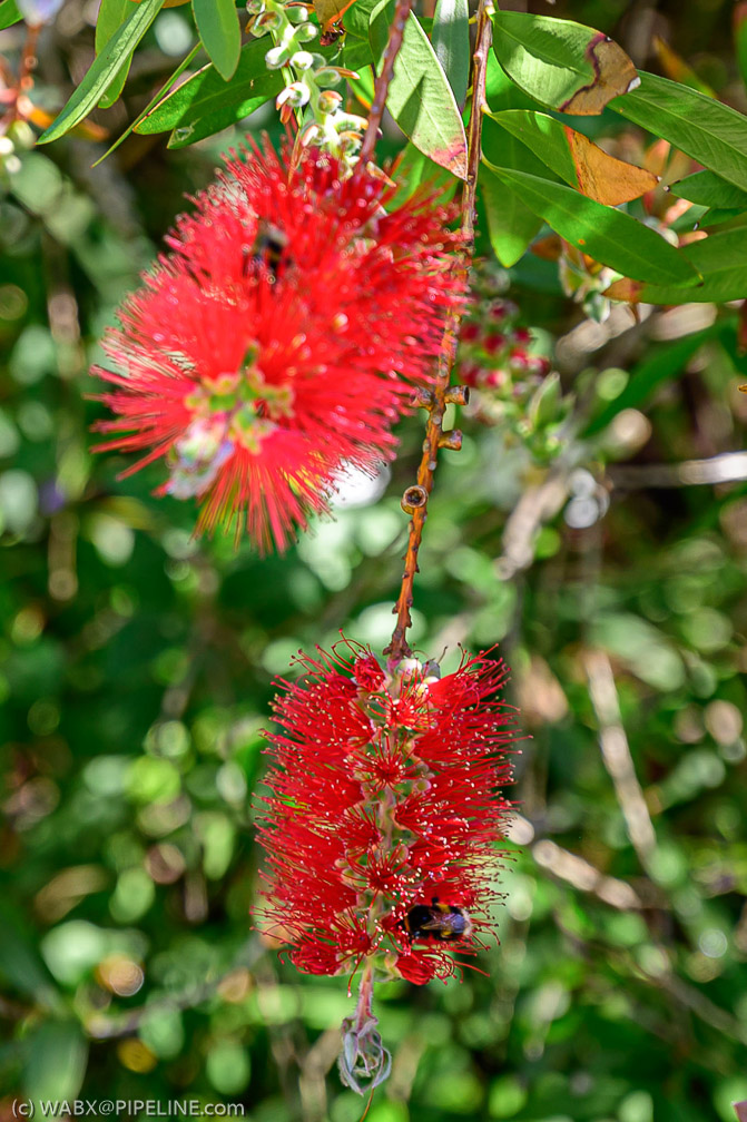 NZ6_0979