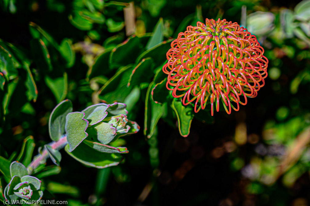 NZ6_1035-1